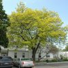 Sunburst Honeylocust #7 - Image 3